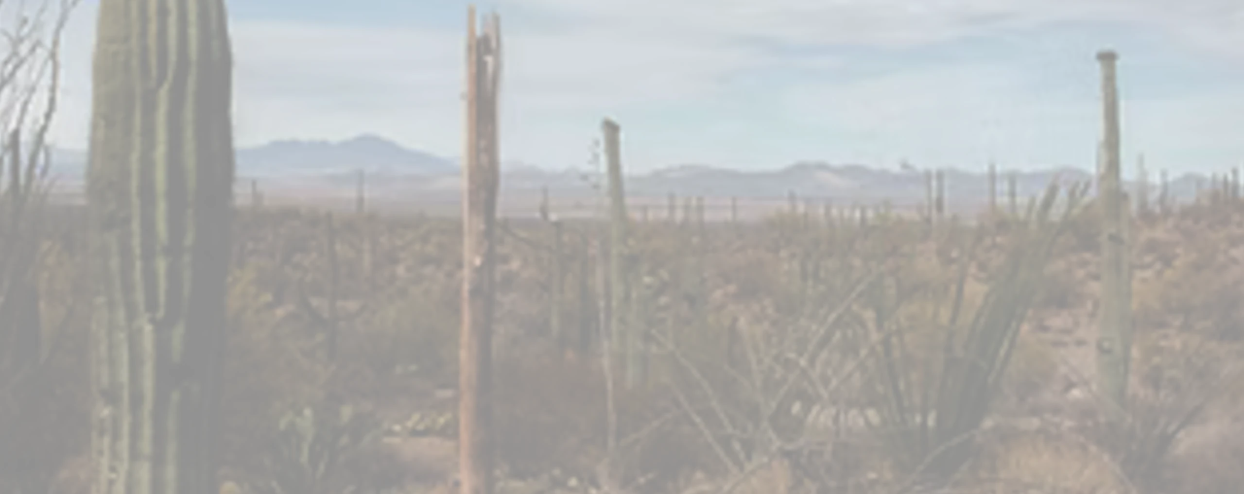 a view of a desert in arizona